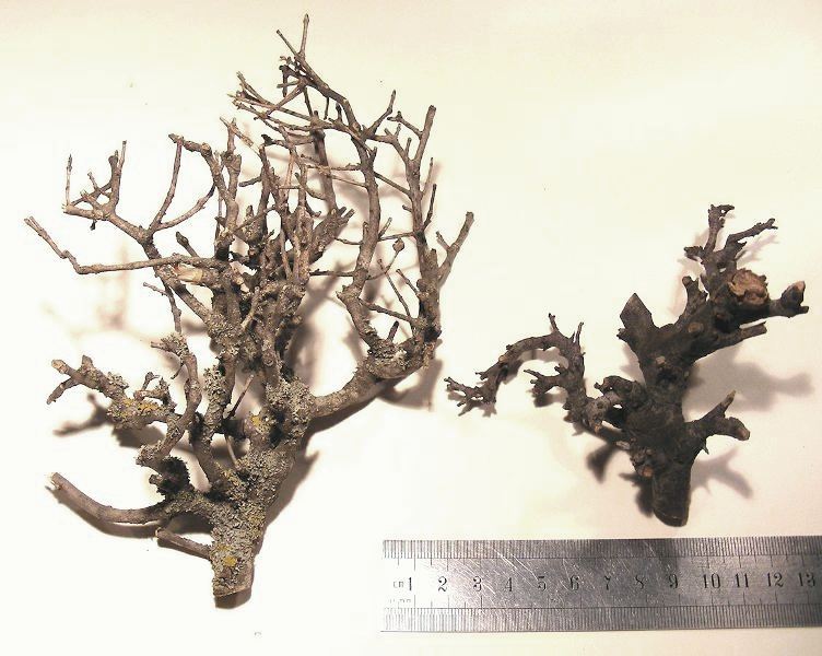 Natural Bonsai Tree Branches